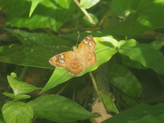 Pseudocoladenia dan