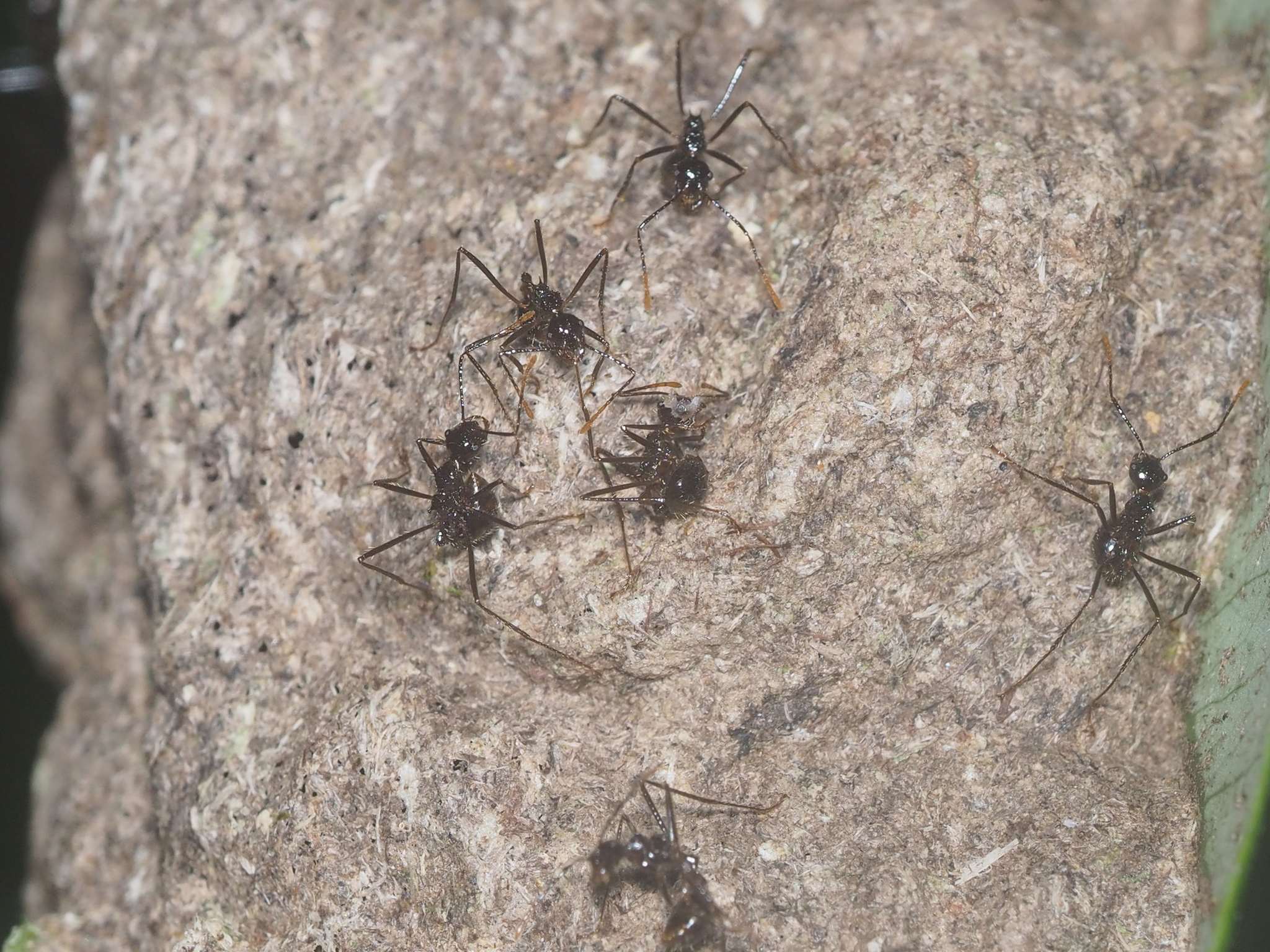 Myrmicaria arachnoides