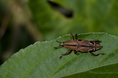 Sphenocorynes ocellatus