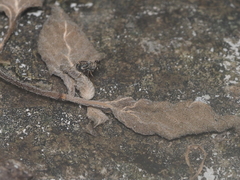 Harmochirus brachiatus