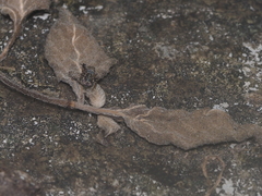 Harmochirus brachiatus