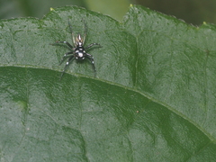 Phintella bifurcilinea