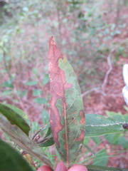 Phyllocnistis hyperpersea