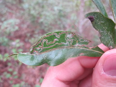 Phyllocnistis hyperpersea