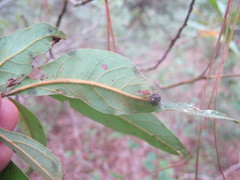 Phyllocnistis hyperpersea
