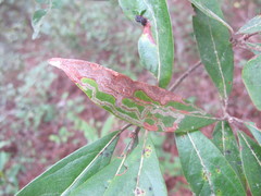 Phyllocnistis hyperpersea