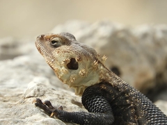 Laudakia nupta fusca