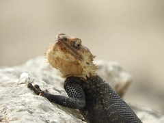 Laudakia nupta fusca