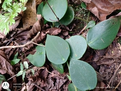 Peperomia peltilimba