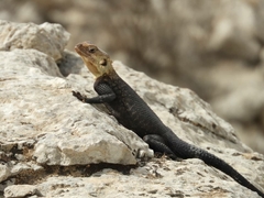 Laudakia nupta fusca