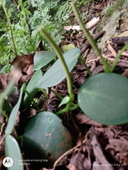 Peperomia peltilimba