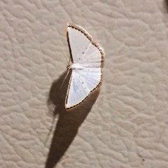 Leuciris
