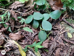 Peperomia peltilimba