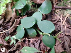 Peperomia peltilimba