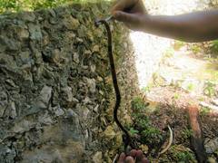 Micrurus diastema alienus