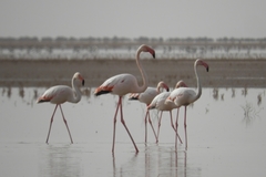 Phoenicopterus roseus
