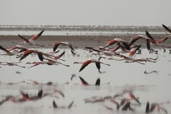 Phoenicopterus roseus