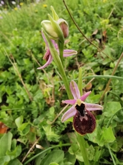 Ophrys exaltata arachnitiformis