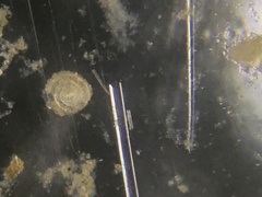 Cornuspira