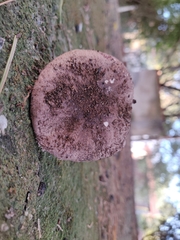 Leucoagaricus cupresseus