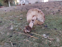 Leucoagaricus cupresseus