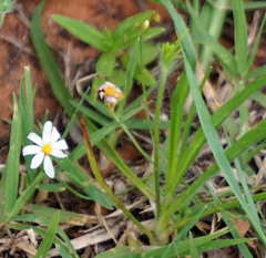 Chaetopappa asteroides