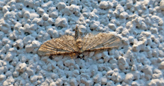 Eupithecia jejunata
