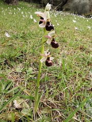 Ophrys exaltata arachnitiformis