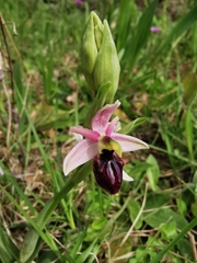Ophrys exaltata arachnitiformis
