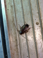 Parcoblatta pennsylvanica