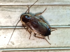 Parcoblatta pennsylvanica