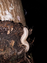 Meghimatium pictum