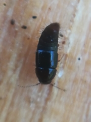 Habrocerus capillaricornis