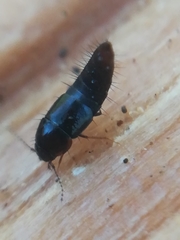 Habrocerus capillaricornis