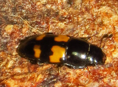Glischrochilus fasciatus