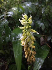 Calanthe lyroglossa