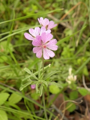 Geranium tuberosum