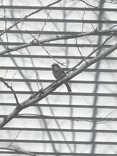 House Sparrow photographed in Maine