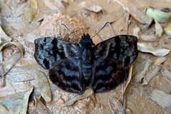 Ebrietas