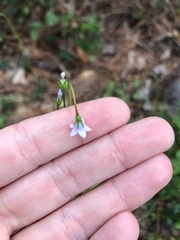 Wahlenbergia marginata