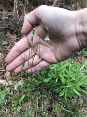 Wahlenbergia marginata