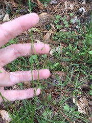 Wahlenbergia marginata