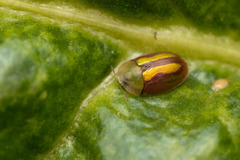 Cassida vittata