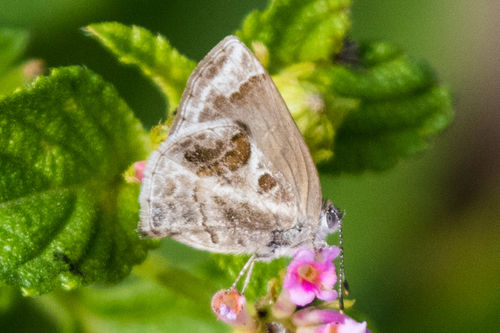 Lantana Scrub-Hairstreak