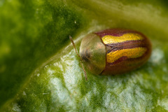 Cassida vittata