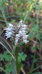 Neotinea conica