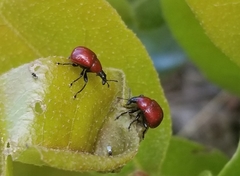 Attelabinae