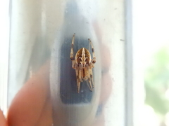 Neoscona theisi