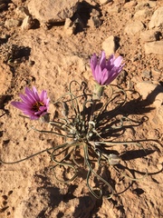 Pseudopodospermum undulatum