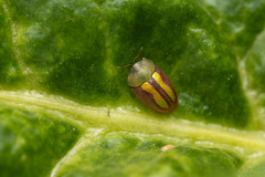 Cassida vittata